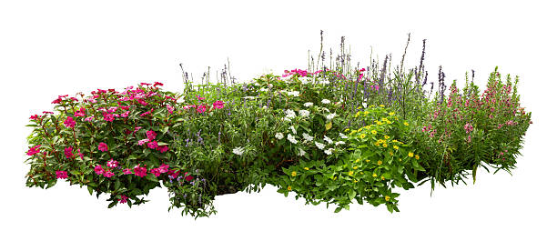 istock Tropical plant bush shrub red pink flower green tree isolated on white background. This has clipping path. 2219767101