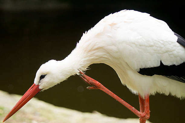 Photograph of a stork scratching its neck with its leg
