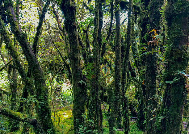 istock Green forest. Ancient tree covered in moss. Natural carbon sink and sustainable environment. Carbon absorption and environmental sustainability. Climate change awareness. Environmental conservation. 2219771252