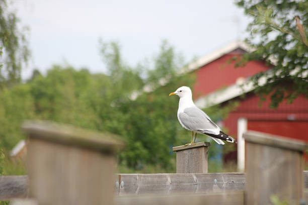 A seagull sitting on a bridge by the water