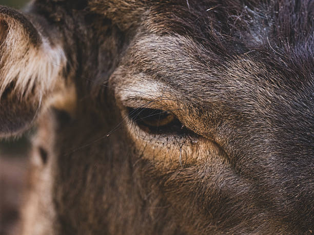 A close-up of a cow's face.
