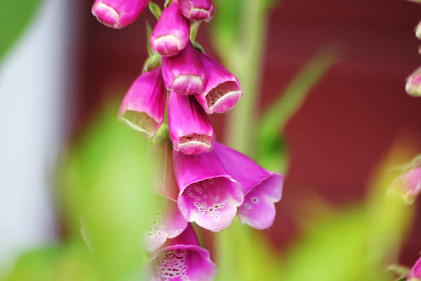 Lilac lady’s glow flowers