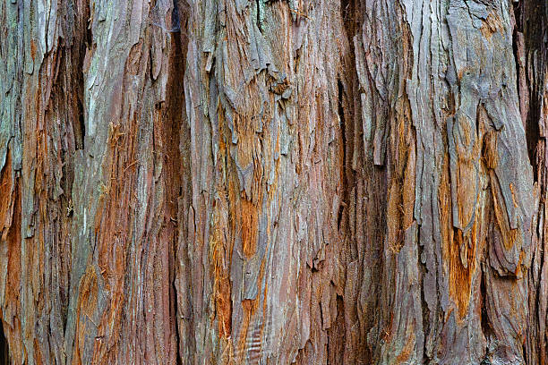Close up of the rough fibrous bark of a giant coastal redwood tree in New Zealand.