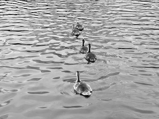 Four ducklings swimming on a lake