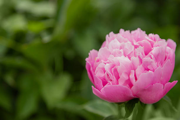 istock Fresh pink peony flowers on a concrete plate with copy space on black background, flat lay. 2219780171