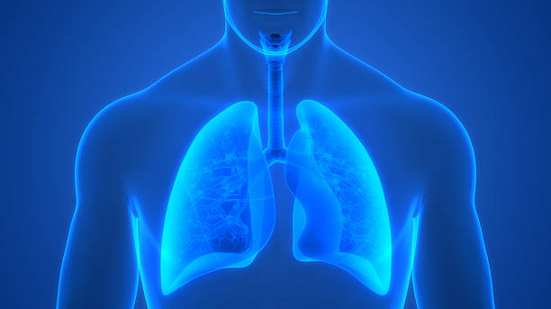 istock Human Respiratory System Lungs Anatomy 2219782169