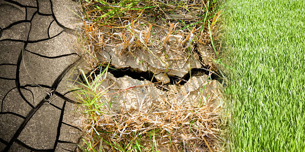 FERTILE FIELDS TOWARDS DESERTIFICATION CONCEPT - Cracked ground and green field - Climate change towards desertification