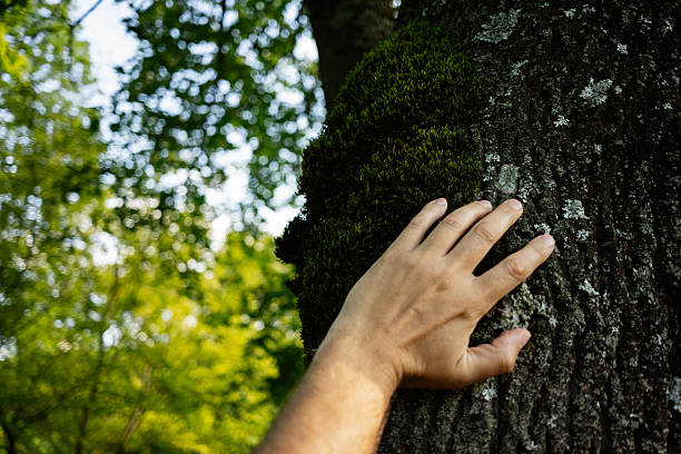 istock Hand touching moss-covered tree trunk in a bright green forest landscape 2219785192