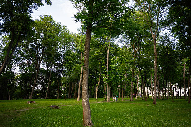 A green park scene with trees, grass, and recreational visitors on a sunny day