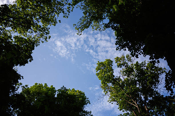 A view of the sky surrounded by beautiful green tree tops in daylight
