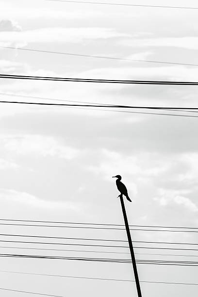 istock Bird in the field 2219788394
