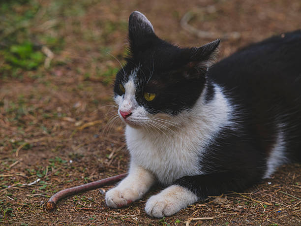 istock A sweet cat relaxing in the garden 2219791154