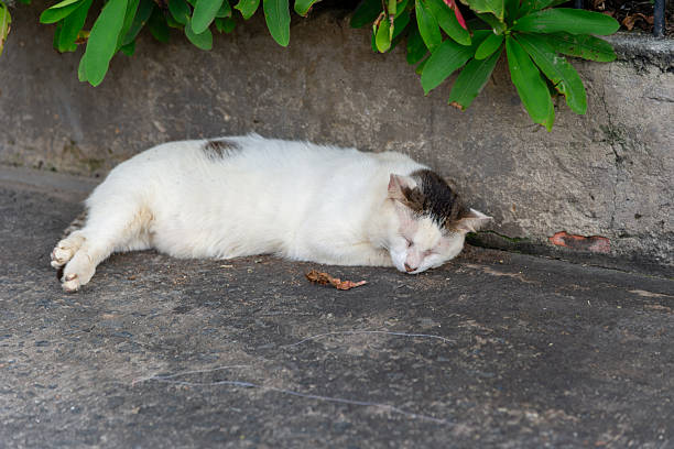 A white cat lying sleeping in the corner of a dark wall. Street animal.