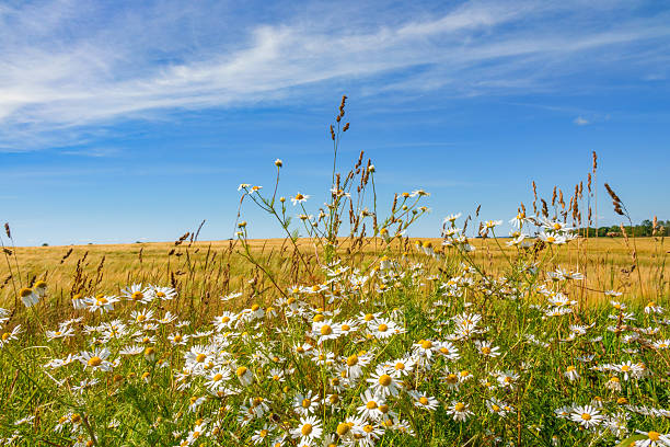 istock Scentless Mayweed flowers at a cornfield in a rural landscape view 2219791852