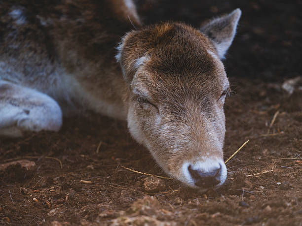 a cute deer in the nature