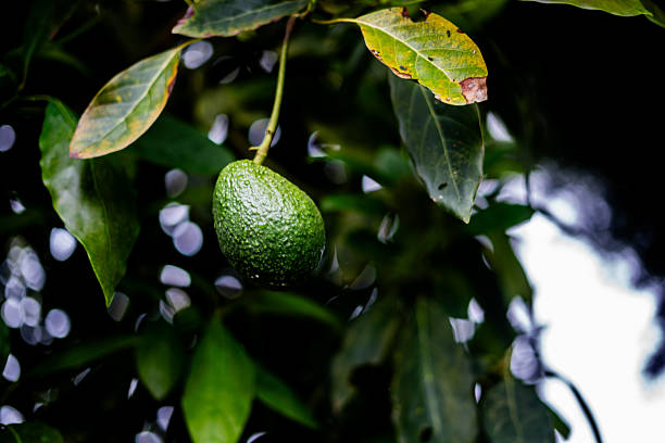 Close-up of avocado hang from a branch on a farm
