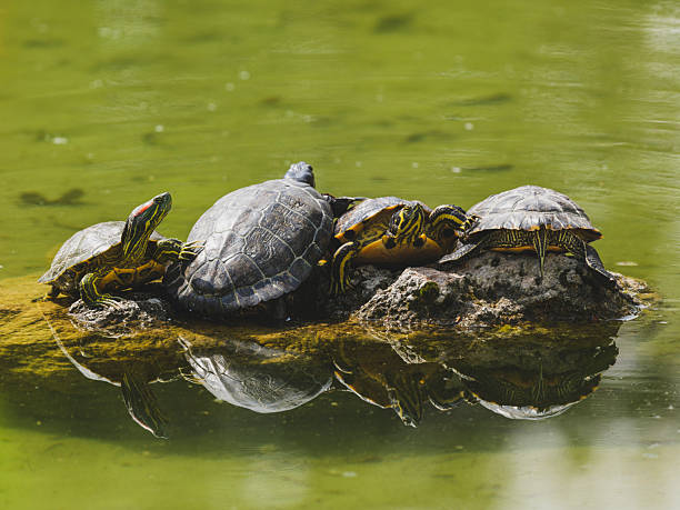 istock Turtles on a rock in the lake 2219793497