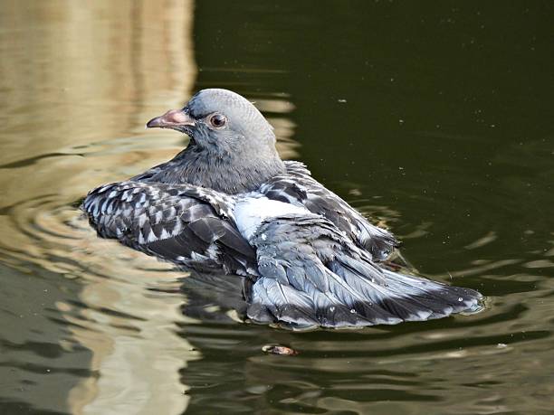 Rock Pigeon - Profile.  Pigeons are not typically known for swimming, although they can and will sometimes swim if they need to for drinking or if they fall into water. They don't have webbed feet or the specific body structure that would make them good swimmers like ducks or geese. When in water, they may expand their tails and wings to increase surface area, but this is more for buoyancy than actual swimming.