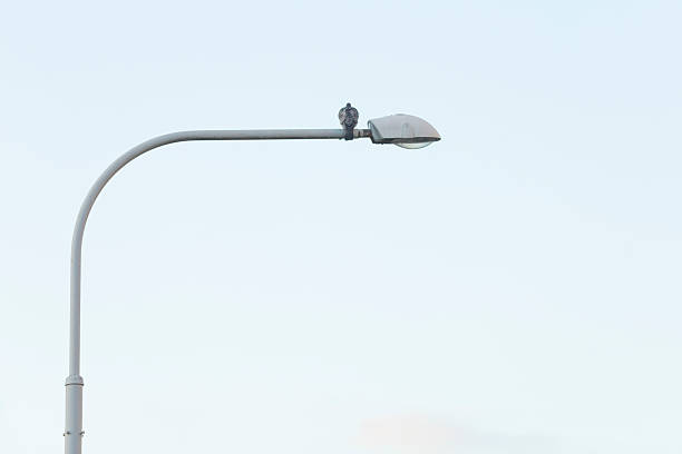 A tall streetlight with a bird perched atop creates an enchanting scene against a blue sky, blending urban wildlife with city life, showcasing natures beauty in an urban landscape