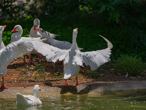 istock cute geese by the lake 2219794880