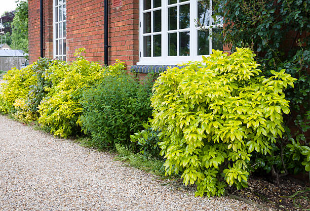 Choisya plants in a UK garden border