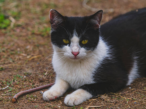 istock A cute black and white cat in the garden 2219796035