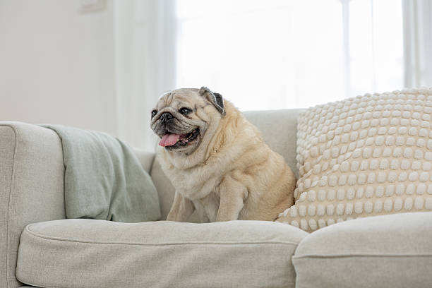 Adorable fawn pug dog standing and looking forward while panting isolated on white background