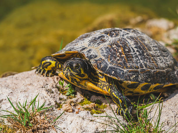 istock turtle on a rock in the lake 2219799332
