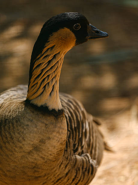 istock cute goose in the pond 2219799333
