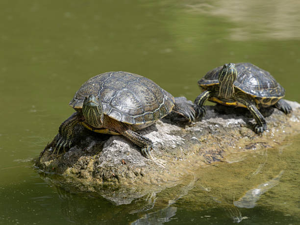 istock Turtles on a rock in the lake 2219800030