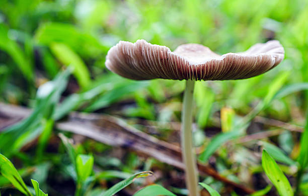 istock Brown mushroom in  rainy forest close up 2219801043