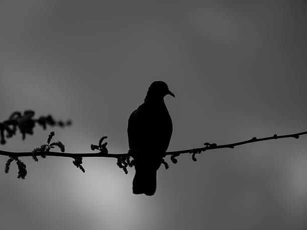 istock The silhouette of a dove on a tree branch 2219801054