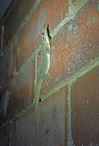 istock Asian House Gecko 2219801870