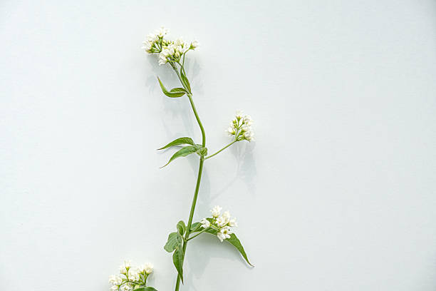 istock Minimalistic botanical composition featuring vincetoxicum hirundinaria 2219802366