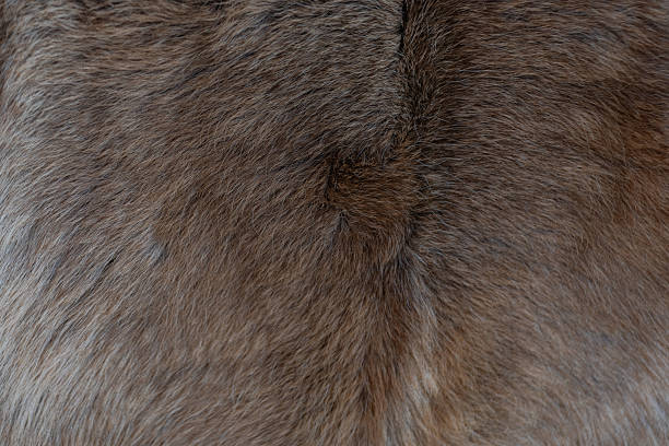 istock Photo of fur texture pattern 2219803346