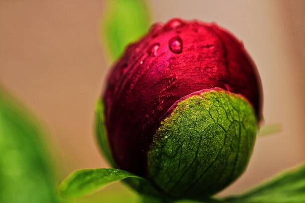 high aperture, exposure time 1/160 sec., ISO 160, focal length macro 100 mm, UV filter, lens hood, full-frame camera, Paeonia, Päonie,