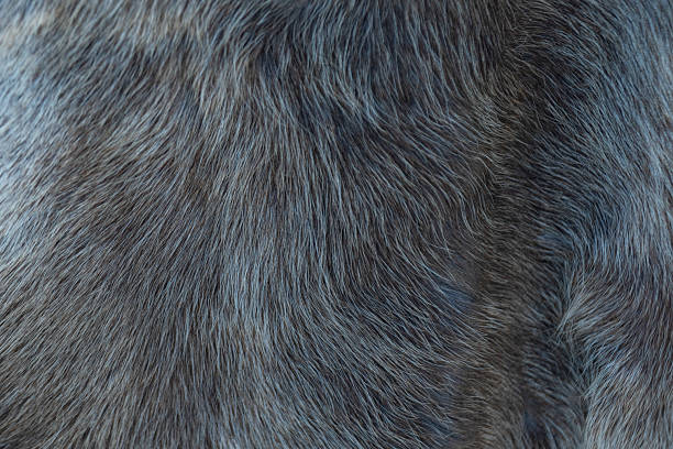 istock Photo of fur texture pattern 2219803686