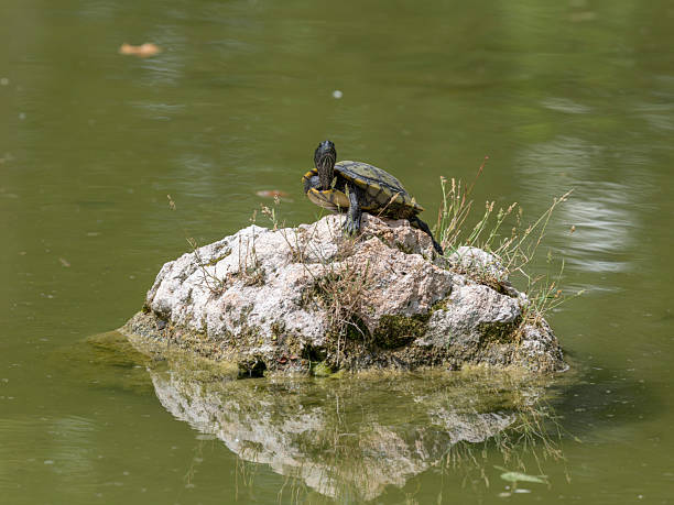 istock turtle on a rock in the lake 2219804071