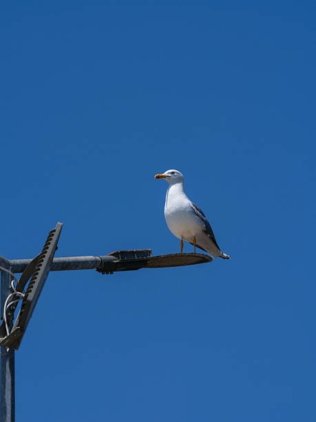 istock A beautiful seagull on a street lamp 2219804127