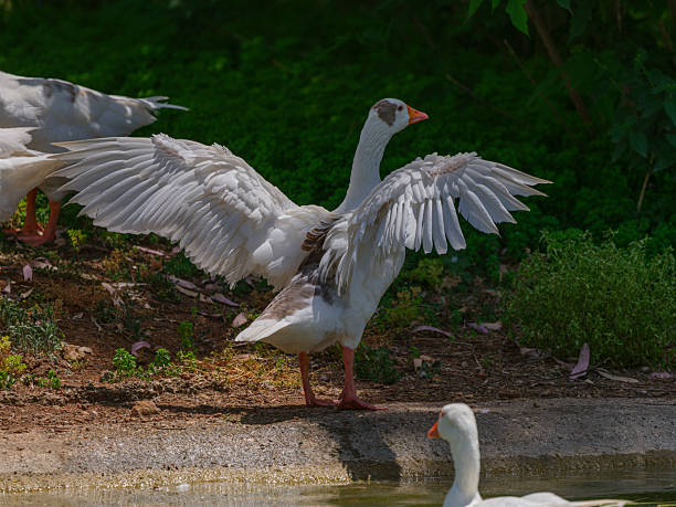 cute geese by the pond