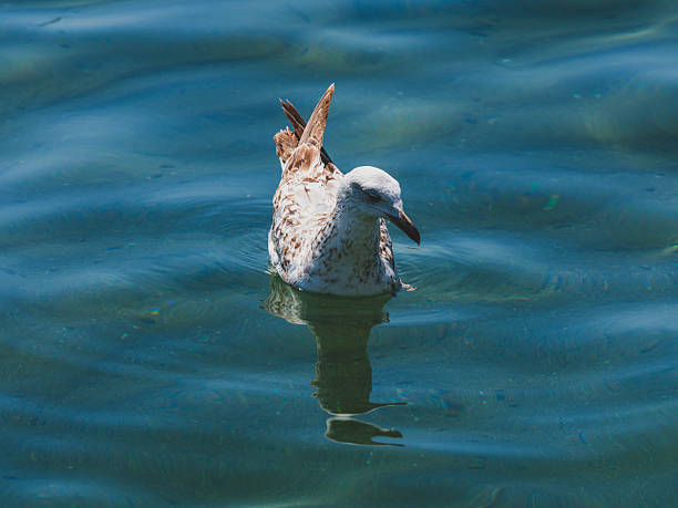 A graceful seagull gently floating on the water