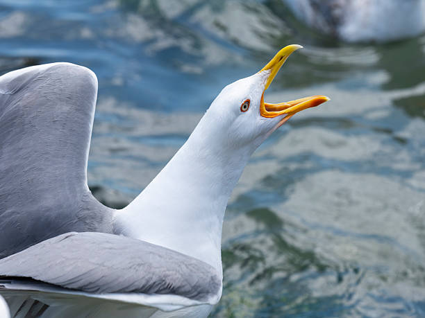 istock A cute seagull by the sea 2219804550
