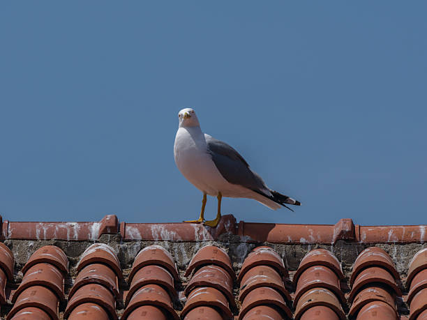 istock A beautiful seagull on the rooftop 2219804664