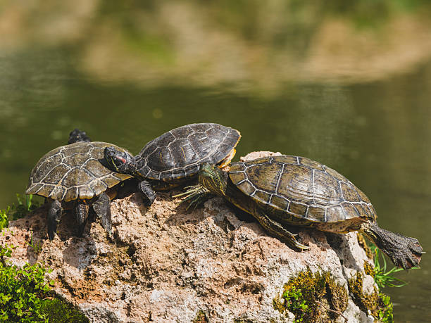 istock Turtles on a rock in the lake 2219804696