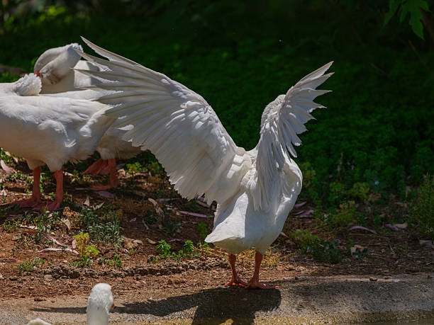 cute geese by the pond