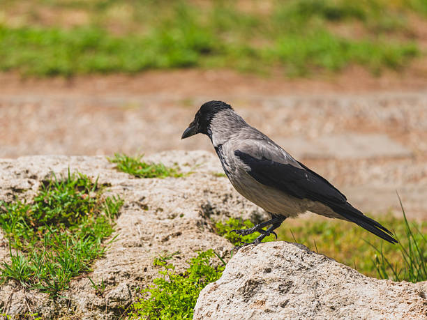 A lone crow in the park