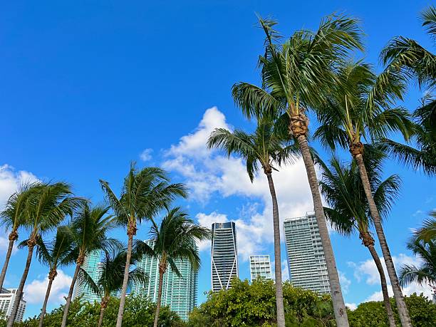 istock Palm trees swaying in the wind with Miami skyline in the background 2219805465