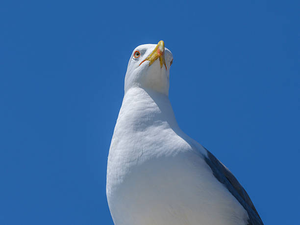 istock beautiful seagull portrait 2219805920