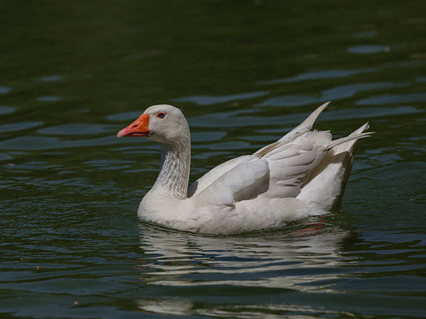 cute goose in the lake