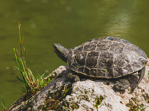 istock turtle on a rock in the lake 2219806737